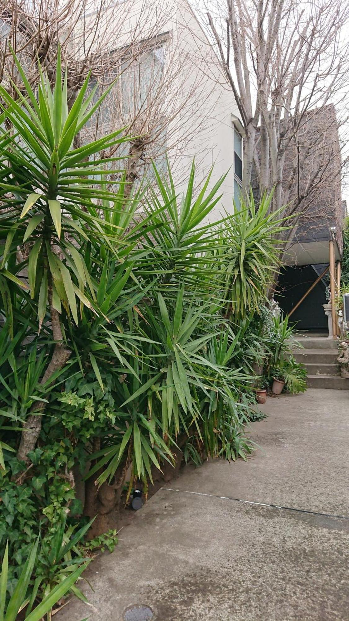 Setagaya-ku - House - Vacation 16507 Guest house