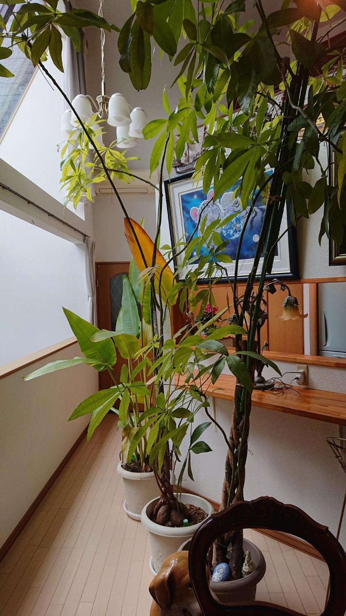 Setagaya-ku - House - Vacation 16507